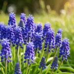 Szafirek muscari z niebieskimi drobnymi kwiatkami w ogrodzie wiosną, naturalny efekt naturalizacji wśród traw