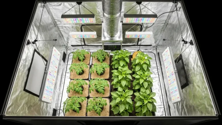 Namiot uprawowy growbox z lampami LED oświetlającymi rośliny pomidorów i papryki w domu