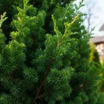 Młoda tuja odmiany Smaragd z czystymi zielonymi liśćmi, nawożona wiosną w ogrodzie