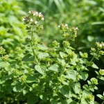 Zielona roślina oregano z drobnymi liśćmi na słonecznym stanowisku w ogrodzie