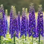 Ostróżka ogrodowa (delphinium) w pełnym rozkwicie, niebieskie i fioletowe kwiaty na wysokim pędzie, w ogrodzie.
