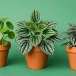 Potted peperomia plant with compact foliage in bright indirect light