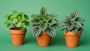 Potted peperomia plant with compact foliage in bright indirect light