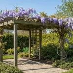 Drewniana pergola ogrodowa porośnięta fioletową wistarią w słonecznym małym ogrodzie