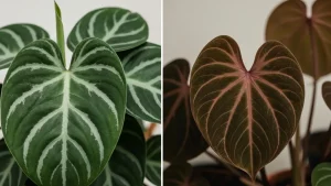 Porównanie liści philodendron gloriosum i verrucosum – srebrne żyłki versus bordowe żyłki