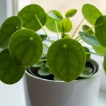 Pilea peperomioides – roślina pieniążkowa w białej donicy na parapecie z jasnym światłem
