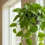 Pothos epipremnum z zielonymi liśćmi na drewnianym krześle w jasnym pokoju z oknem