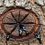 Rak bakteryjny na pniu drzewa – wysięki i pęknięcia kory