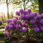 Rododendron Novosibirsk z fioletowymi kwiatami w pełnym kwitnięciu w polskim ogrodzie