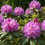 Różanecznik (rododendron) w pełnym kwitnięciu z różowymi i fioletowymi kwiatami w ogrodzie