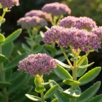 Rozchodnik okazały (Sedum spectabile) Autumn Joy w pełnym rozkwicie w jesiennym ogrodzie, różowe kwiaty w baldachach na tle zielonej roślinności