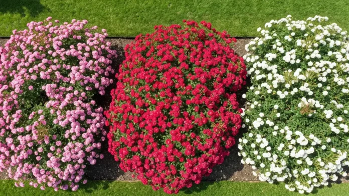 Róże okrywowe różnych kolorów rosnące w ogrodzie – Pink Flower Carpet, Red Flower Carpet i White Flower Carpet tworzą dywan kwiatów