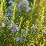 Liście rozmarynu zwisające z gałązki – zielone igielki ziela aromatycznego