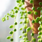 Senecio rowleyanus wiszący z liśćmi jak koraliki w jasnym słonecznym oknie