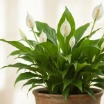 Skrzydłokwiat (spathiphyllum) z białymi kwiatami i zdrowymi zielonymi liśćmi w doniczce