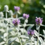 Stachys byzantina czyściec wełnisty srebrne liście i fiołkowe kwiaty w ogrodzie