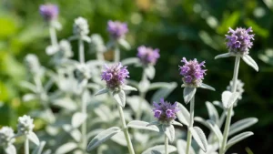 Stachys byzantina czyściec wełnisty srebrne liście i fiołkowe kwiaty w ogrodzie