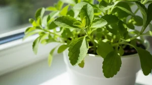 Zielona roślina stevia w białej doniczce na słonecznym parapecie