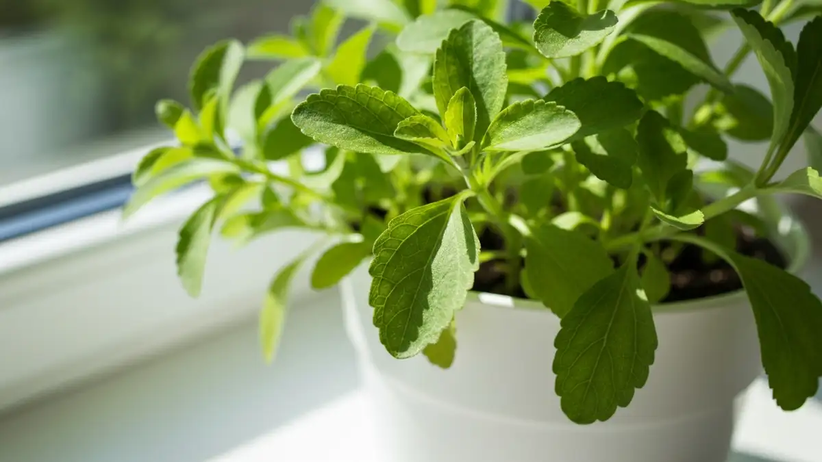 Zielona roślina stevia w białej doniczce na słonecznym parapecie