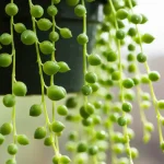 Wisząca roślina string of pearls senecio rowleyanus z charakterystycznymi liśćmi w kształcie małych perełek w jasnym pomieszczeniu
