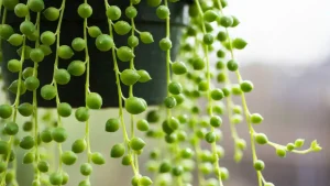 Wisząca roślina string of pearls senecio rowleyanus z charakterystycznymi liśćmi w kształcie małych perełek w jasnym pomieszczeniu