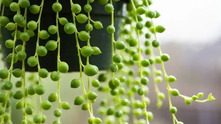 Wisząca roślina string of pearls senecio rowleyanus z charakterystycznymi liśćmi w kształcie małych perełek w jasnym pomieszczeniu