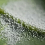 Szara pleśń (botrytis) na liściu – zbliżenie mikroskopowe z białym nalotem i strzępkami grzyba