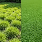 Porównanie naturalnego trawnika zielonego i sztucznej trawy syntetycznej w ogrodzie małym