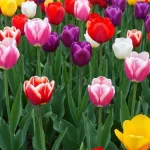 Kolorowe kwitnące tulipany różnych odmian w ogrodzie wiosną