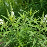 Werbena cytrynowa z zielonymi liśćmi i drobiną białych kwiatów w ogrodzie letnim
