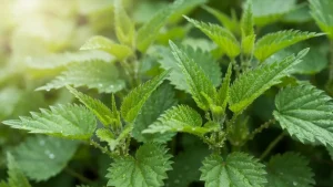 Świeża pokrzywa zwyczajna (Urtica dioica) zebrana wiosną z młodymi liśćmi, gotowa do przygotowania wywaru ogrodniczego
