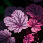 Żurawka (heuchera) z purpurowymi liśćmi w ogrodzie w cieniu
