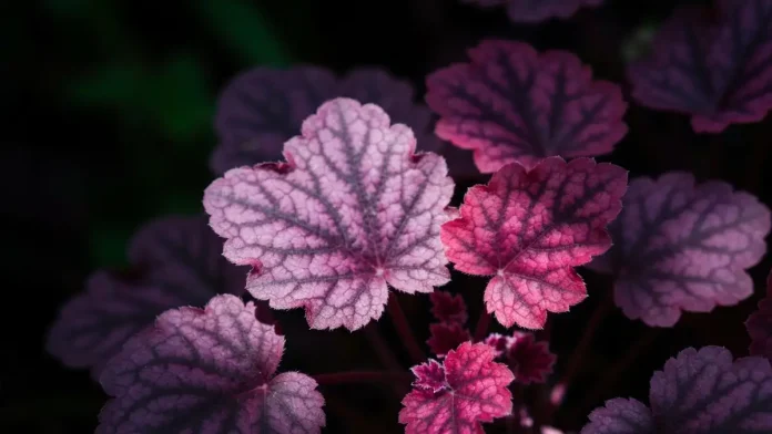 Żurawka (heuchera) z purpurowymi liśćmi w ogrodzie w cieniu