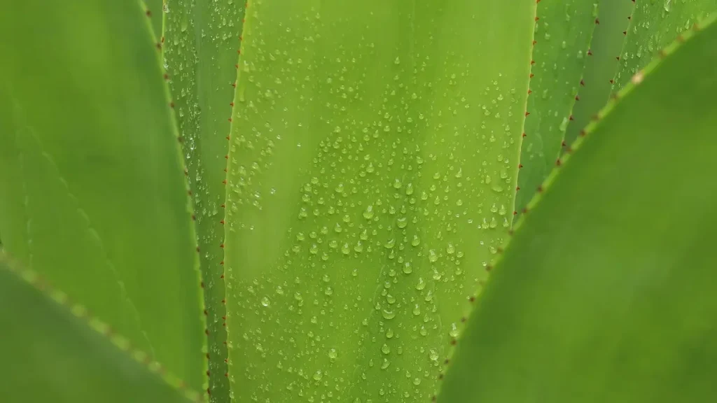 aloes domowy używać prosto