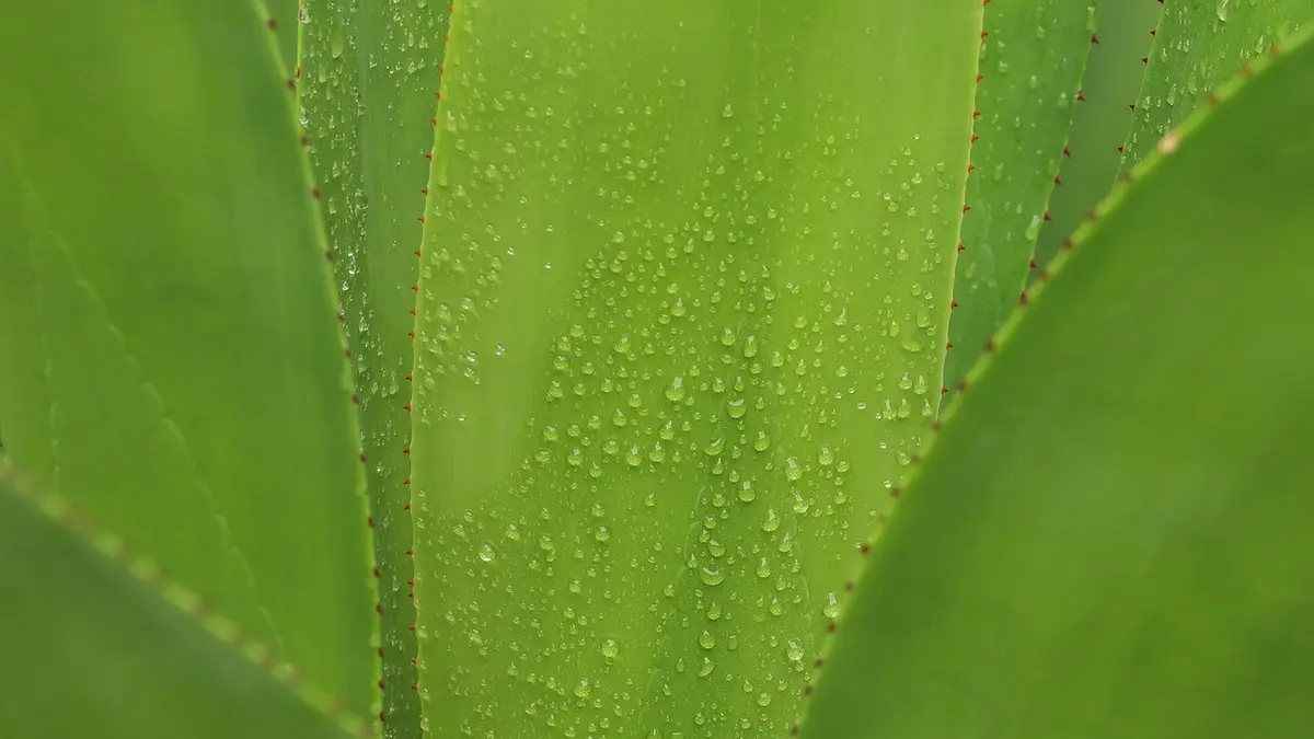 aloes domowy używać prosto