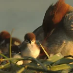 dipladenia mandewilla metody rozmnażanie