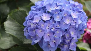 hortensja hydrangea macrophylla