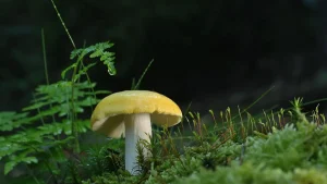 podłączenie płyty indukcyjnej 400v